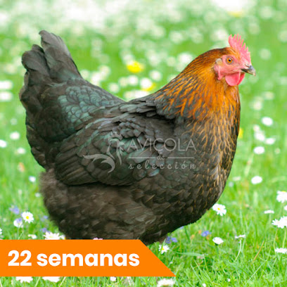 Avícola de Selección - Venta de Gallinas - Gallinas Ponedoras - Pollos de Engorde - Patos - Pavos