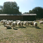 Hacienda Zorita Organic Farm