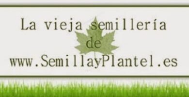 www.semillayplantel.es